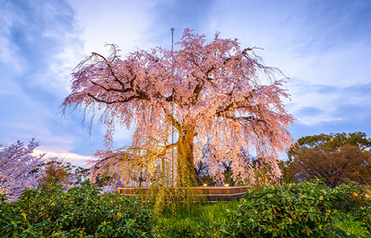 일본 삿포로 마루야마 공원